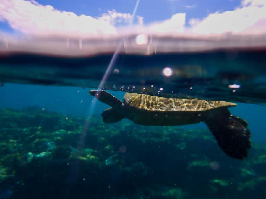 Turtle Town Clear Kayak & Snorkel Tour (8am-11am) - Key Highlights That Matter