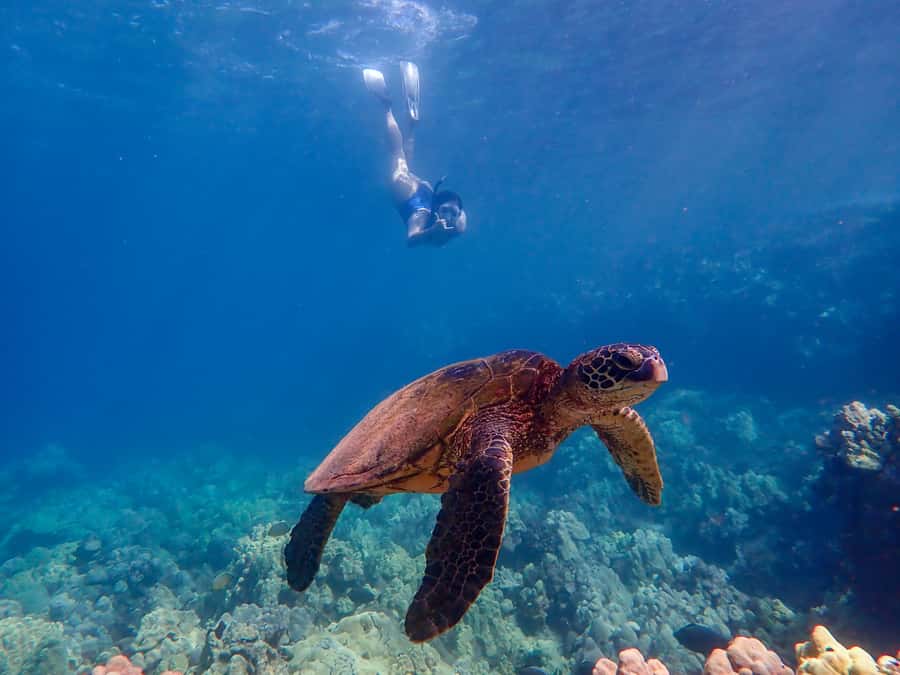 Turtle Town Clear Kayak & Snorkel Tour (8am-11am) - FAQ