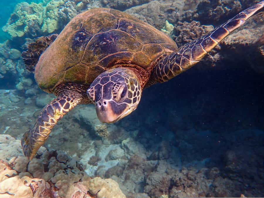 Turtle Town Clear Kayak & Snorkel Tour (8am-11am) - Clear Kayaks in Maui: Why This One Feels Special