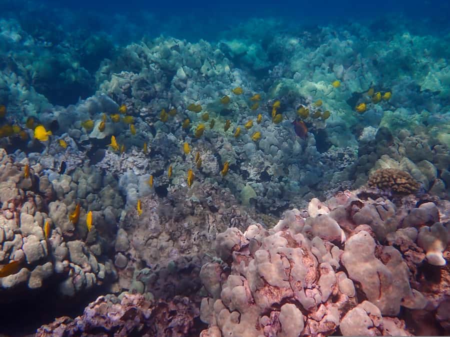 Turtle Town Clear Kayak & Snorkel Tour (8am-11am) - Included Perks That Make the Morning Feel Thought Through
