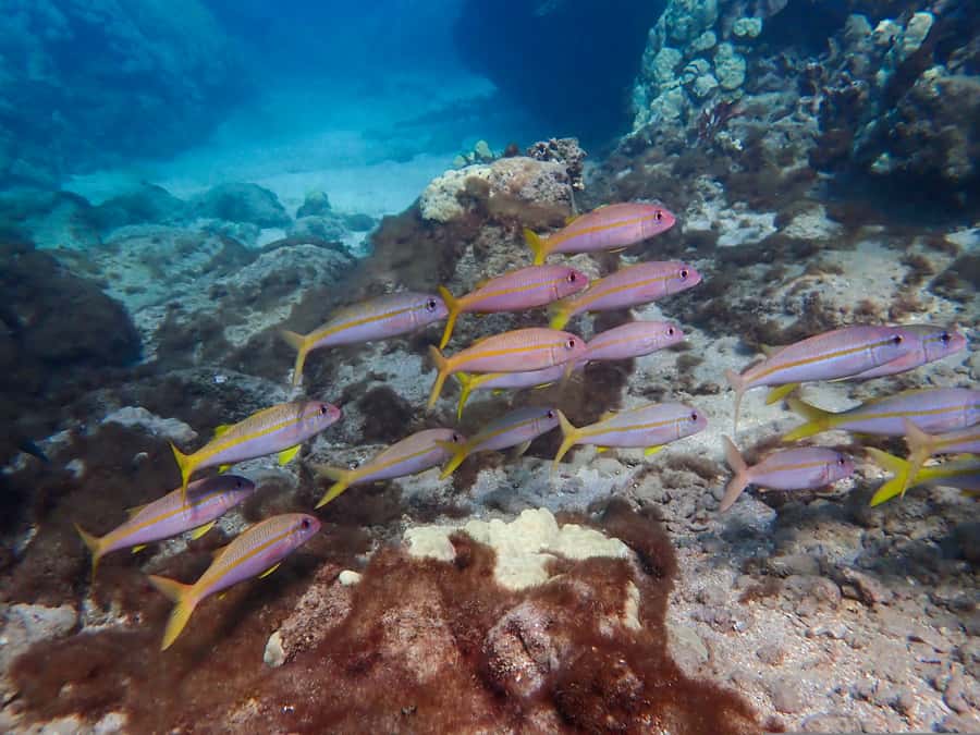 Turtle Town Clear Kayak & Snorkel Tour (8am-11am) - Safety and Suitability: The Limits You Can’t Ignore