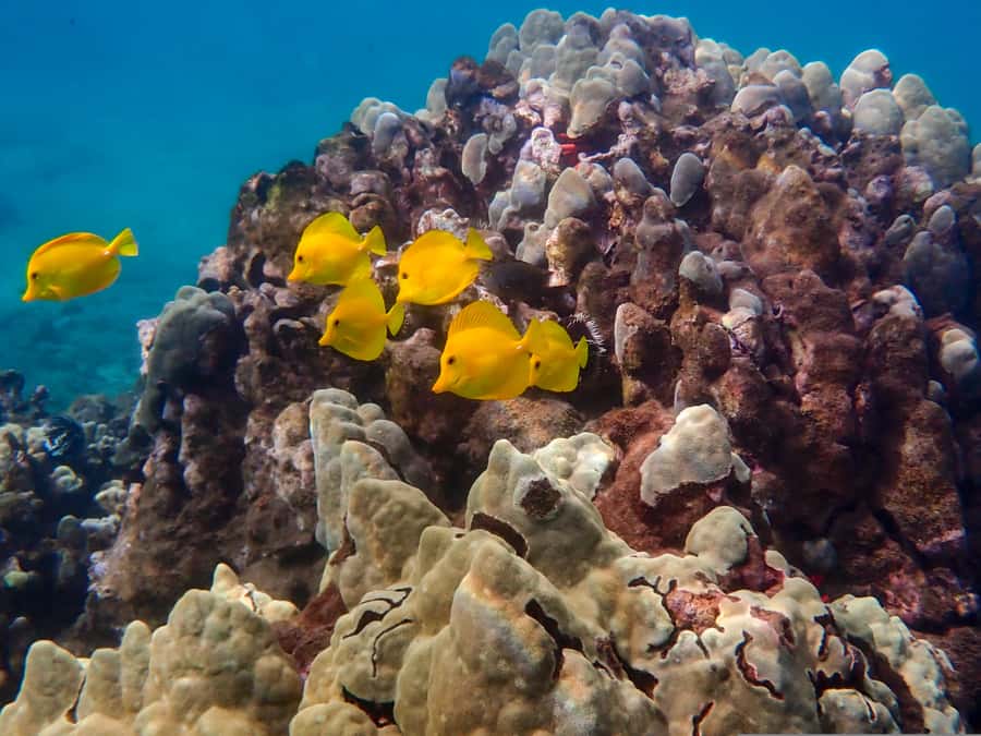 Turtle Town Clear Kayak & Snorkel Tour (8am-11am) - Price and Value: Is $130 Worth It