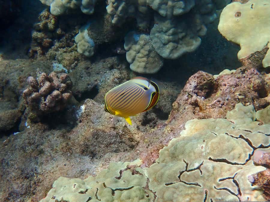 Turtle Town Clear Kayak & Snorkel Tour (8am-11am) - Should You Book Turtle Town Clear Kayak & Snorkel?