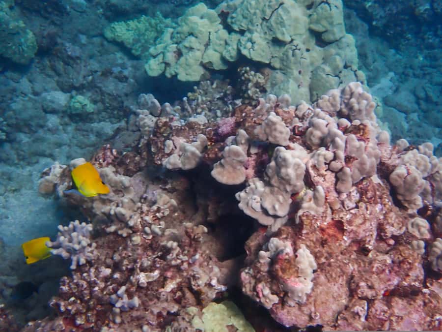 Turtle Town Clear Kayak & Snorkel Tour (8am-11am) - Your 8am–11am Morning Flow: What Happens in Real Time