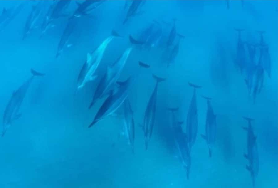 Turtle Town, Makena; Clear Bottom Kayak and Snorkel Tour - Clear-bottom kayak time: seeing reefs without leaving the surface