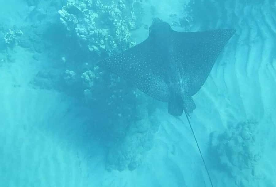 Turtle Town, Makena; Clear Bottom Kayak and Snorkel Tour - Winter bonus: humpback whale sanctuary chances