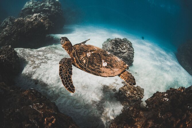 Turtles & Tacos Luxury Catamaran Snorkel - Key Points You’ll Care About Most