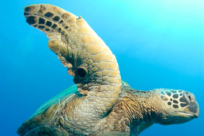 Two Site Snorkeling Adventure featuring the Molokini Crater - Stop 2 (and maybe 3): South Maui Coast add-on sites