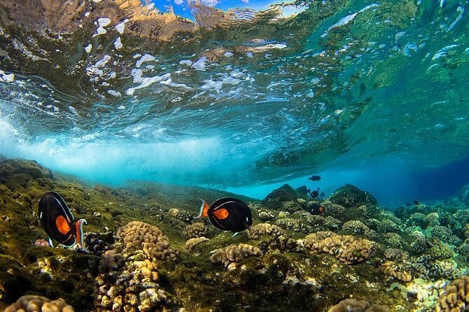 Two Stop Snorkel Adventure from Maui - Getting started from Maalaea Road: pacing for a 5-hour day