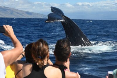 Ultimate 3.5 hour Whale Watch & Snorkel - Key points to know before you go