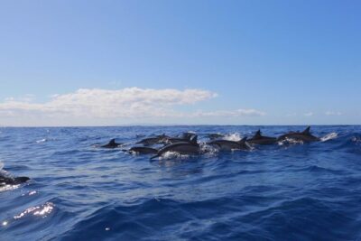 Ultimate 4 Hour Lanai Snorkel and Dolphin Encounter - Price and what you truly get for $175