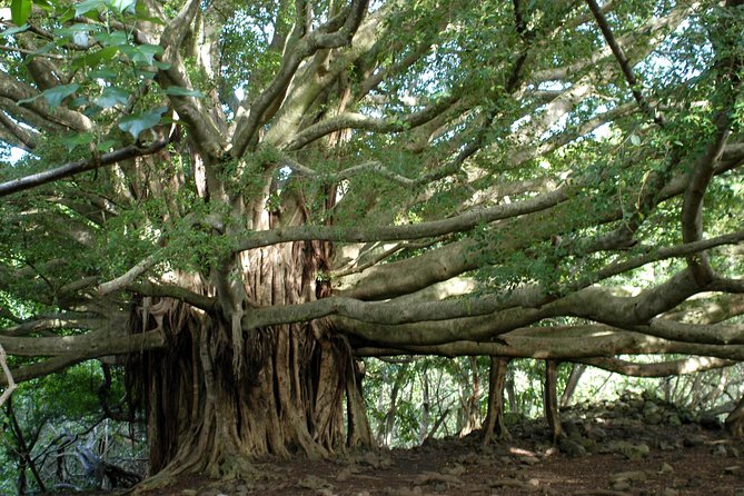 Ultimate Hana Full-Day Adventure Tour - Road to Hana, Driven for You: The Big Value