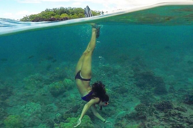 Ultimate Maui Kayak Snorkel Experience - Snorkeling for Hawaiian Green Sea Turtles: What to Watch For