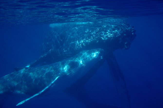 Ultimate Maui Whale Watch Snorkel Tour - South Maui Kayak Snorkel: What the 4 Hours Really Feels Like