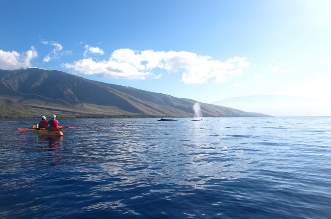 Ultimate Maui Whale Watch Snorkel Tour - Two Snorkel Stops for Green Sea Turtles: How to Get the Most Out of Them