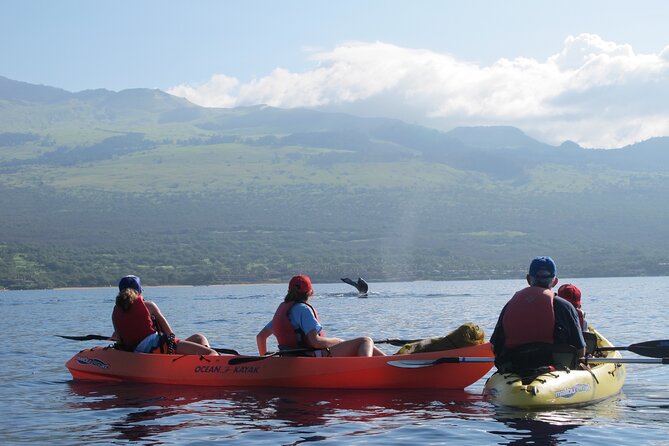 Ultimate Maui Whale Watch Snorkel Tour - Whale and Dolphin Watching: Wildlife Timing Is the Real Variable