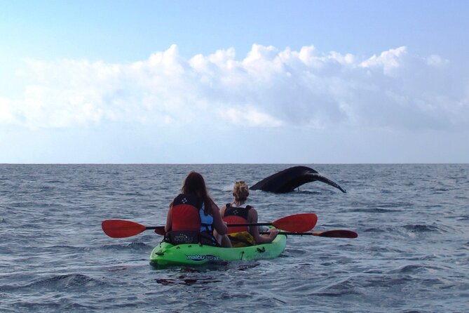 Ultimate Maui Whale Watch Snorkel Tour - Included Perks: Gear, Refreshments, and Maui Gold Pineapple