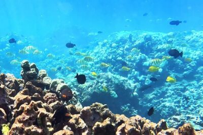 Unlimited Guided Snorkeling Tour for Beginners Plus - Meet Gabriel’s Ohana: the teaching style you’ll feel immediately