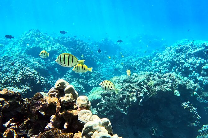 Unlimited Guided Snorkeling Tour for Beginners Plus - On the water at Olowalu: what the session actually feels like