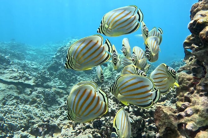 Unlimited Guided Snorkeling Tour for Beginners Plus - Stop at Olowalu Beach: coral, sea turtles, and hands-on moments