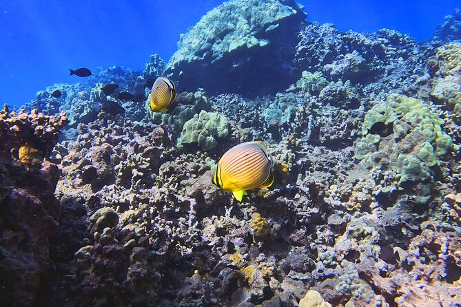Unlimited Guided Snorkeling Tour for Beginners Plus - Who this tour fits best (and who might think twice)
