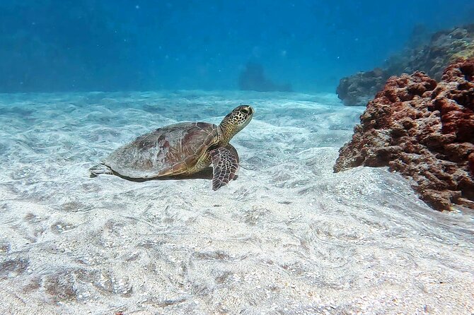 Unlimited Guided Snorkeling Tour for Beginners Plus - Practical tips so you get comfortable fast