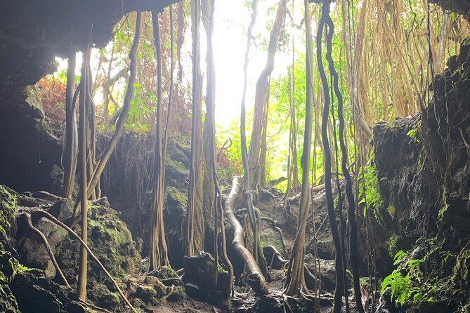 VIP Private Full-Day Road to Hana Tour from Lahaina-Kapalua - Bamboo Forest and Rainbow Eucalyptus: short walk, big payoff