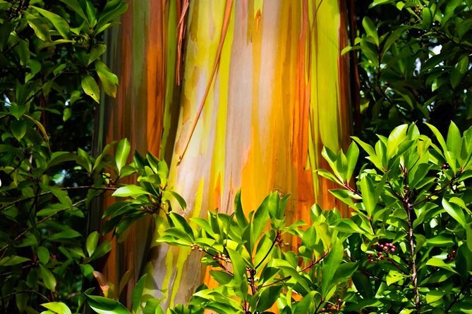 VIP Private Road to Hana and Haleakala Sunset Tour - Kaihalulu Red Sand Beach and Hana Lava Tubes: Two Very Different Types of Wow