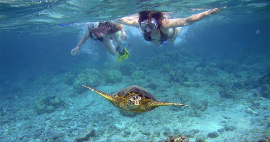 Wailea-Makina: Sea Caves, Molokini Snorkel & Turtle Town - Key takeaways before you go