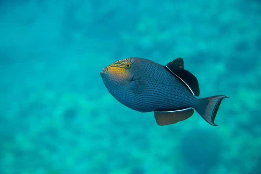 Wailea-Makina: Sea Caves, Molokini Snorkel & Turtle Town - From Kihei to the edge of Molokini: how the day flows