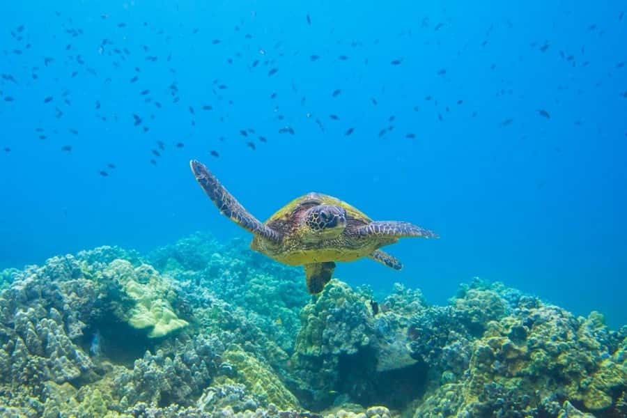 Wailea-Makina: Sea Caves, Molokini Snorkel & Turtle Town - Makena turtle snorkeling near lava fingers: the payoff stop