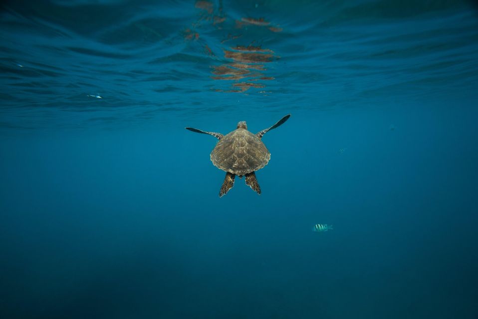 Wailea: Turtle Town Snorkeling Trip with Photo and Video - Key Highlights You’ll Actually Care About