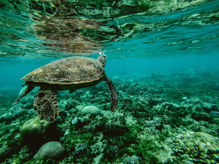 Wailea: Turtle Town Snorkeling Trip with Photo and Video - Why Wailea Turtle Town Works Better Than the Big-Crowd Version