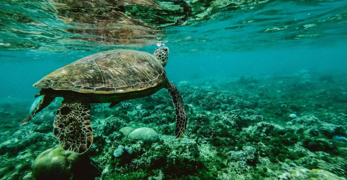 Wailea: Turtle Town Snorkeling Trip with Photo and Video - What Happens Before Snorkeling: Gear, Instructions, and First-Time Confidence