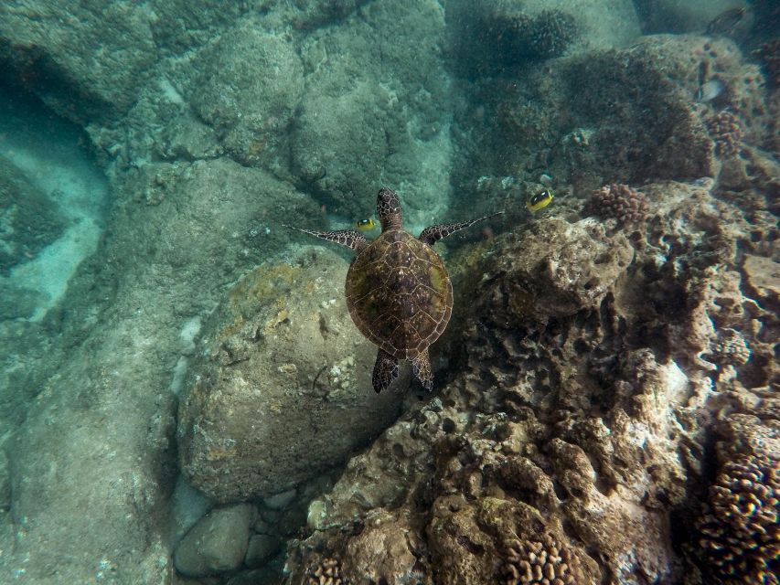 Wailea: Turtle Town Snorkeling Trip with Photo and Video - The Turtle Town Experience: What You’ll See Underwater