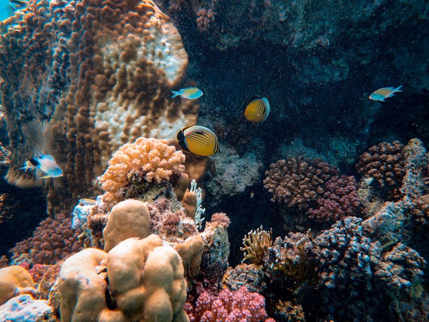 Wailea: Turtle Town Snorkeling Trip with Photo and Video - How Long It Really Feels: 90 Minutes That Don’t Drag