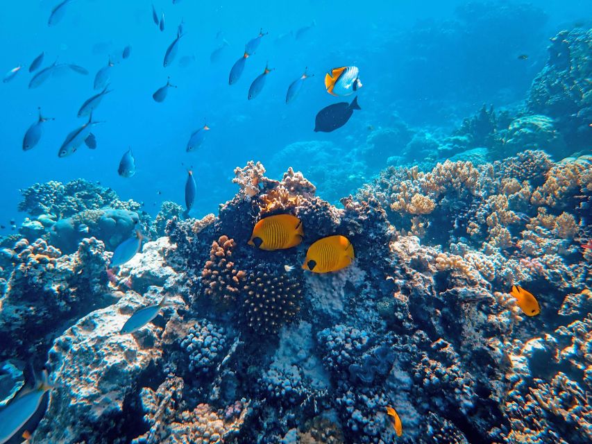 Wailea: Turtle Town Snorkeling Trip with Photo and Video - Price Check: Is $119 Worth It in Wailea?