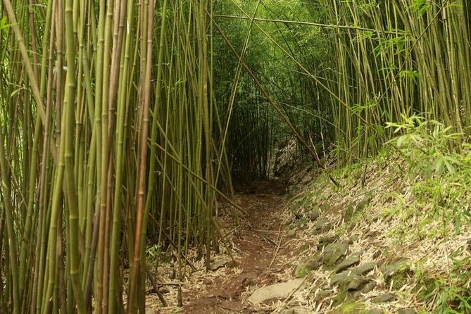 Waterfall and Rainforest Adventure - Road to Hana, Made Simple: This Is What You’re Paying For