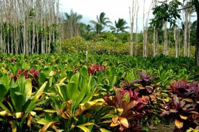 West Maui Self-Guided Audio Tour - Key highlights worth building your day around