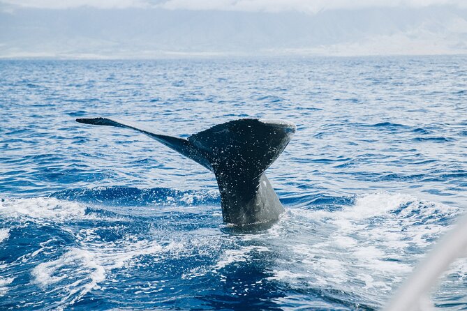West Maui Snorkel & Sail - Group Size and Crew Service: Why It Feels Calm