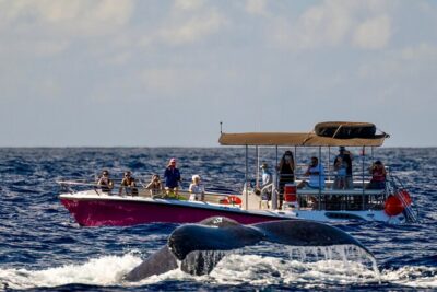 West Maui Sunset Whale Watch - Onboard Comfort: 360 Views, Clean Boat Energy, and GoPro Options