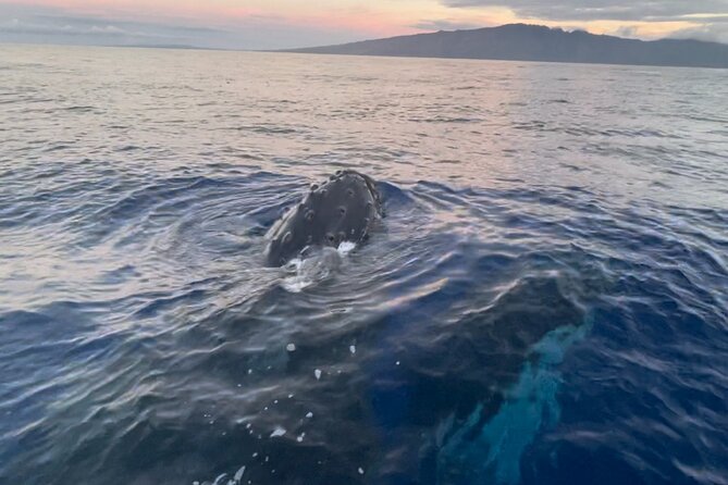 Whale Watch and Scenic Tour from Kayak - Olowalu Beach check-in: calm start, tight group, clear rules