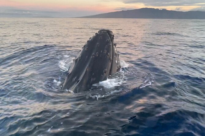 Whale Watch and Scenic Tour from Kayak - Launch to the West Maui coast: what the guide actually does