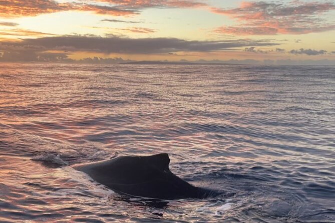 Whale Watch and Scenic Tour from Kayak - Dec–Apr whale watching: your target is humpbacks