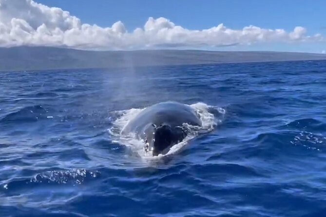 Whale Watch and Scenic Tour from Kayak - May and beyond: scenic-only months can still be excellent