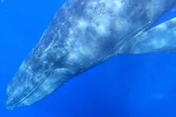 Whale Watch and Scenic Tour from Kayak - What’s included: you won’t be stuck hunting basics