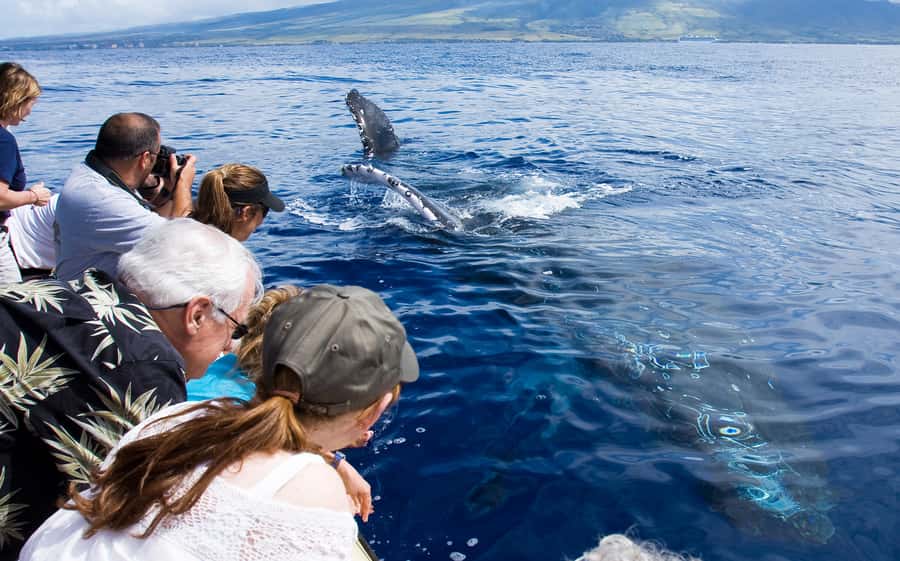 Whale Watch Sail Ma'alaea - Key highlights I’d plan around
