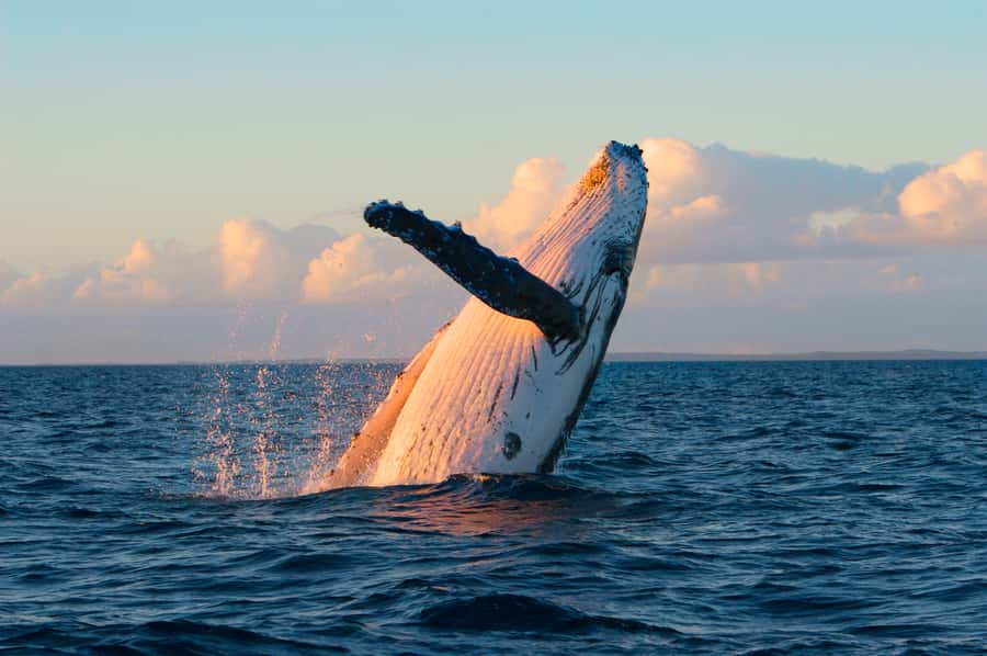 Whale Watch Sail Ma'alaea - The 90-Minute Feel vs the Two-Hour Plan on the Water