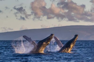Whale Watch Sail Ma'alaea - Getting to Maui Harbor Shops: Where the Tour Starts