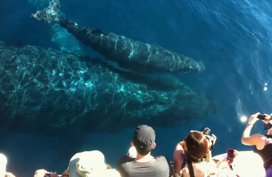 Whale Watch Sail Ma'alaea - Watching Humpbacks Behave: Mothers, Calves, and Male Pods